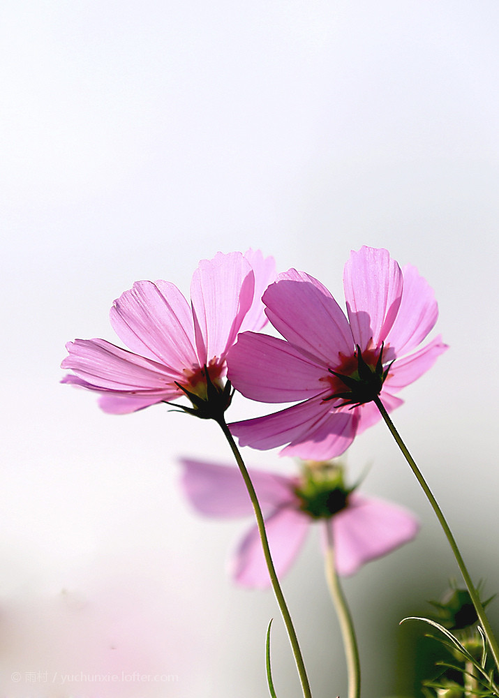 格桑花 