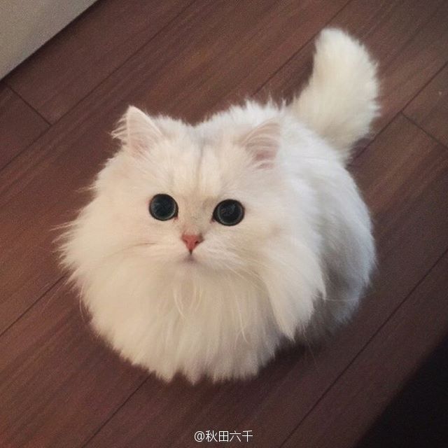 喵星人,说 宝宝是波斯猫界最美的小公主吗