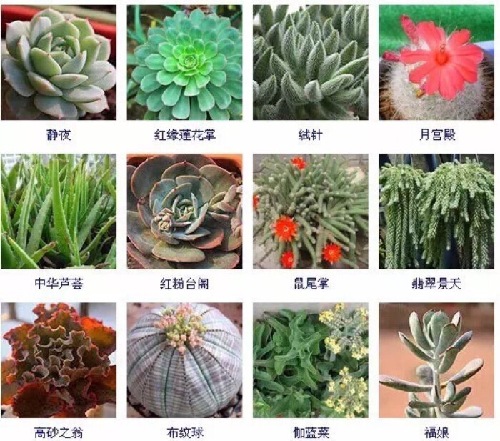 多肉植物的品种大全(215个品种)