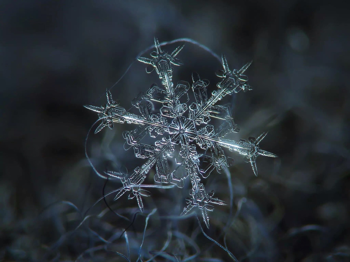 微焦镜头下的雪花