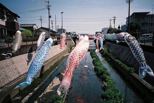 日式 和风 鲤鱼旗 旗帜 夏天 小清新 清风 盛夏 日本 鲤帜/こいのぼり