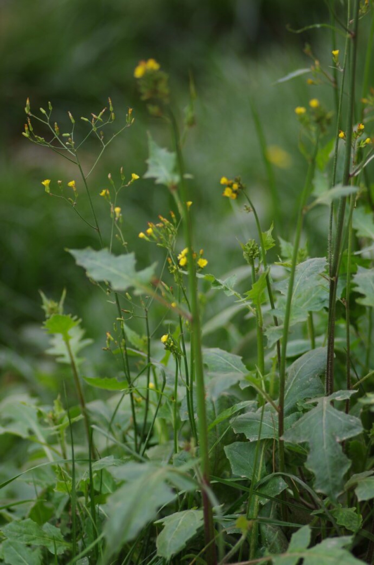 中文学名:苣荬菜,拉丁学名 sonchus bra-堆糖,美好生活研究所