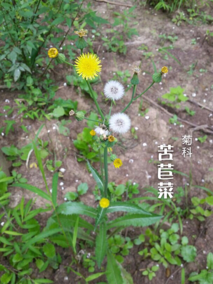 中文学名:苣荬菜,拉丁学名: sonchus brachyotus dc,别称:荬菜,野苦菜