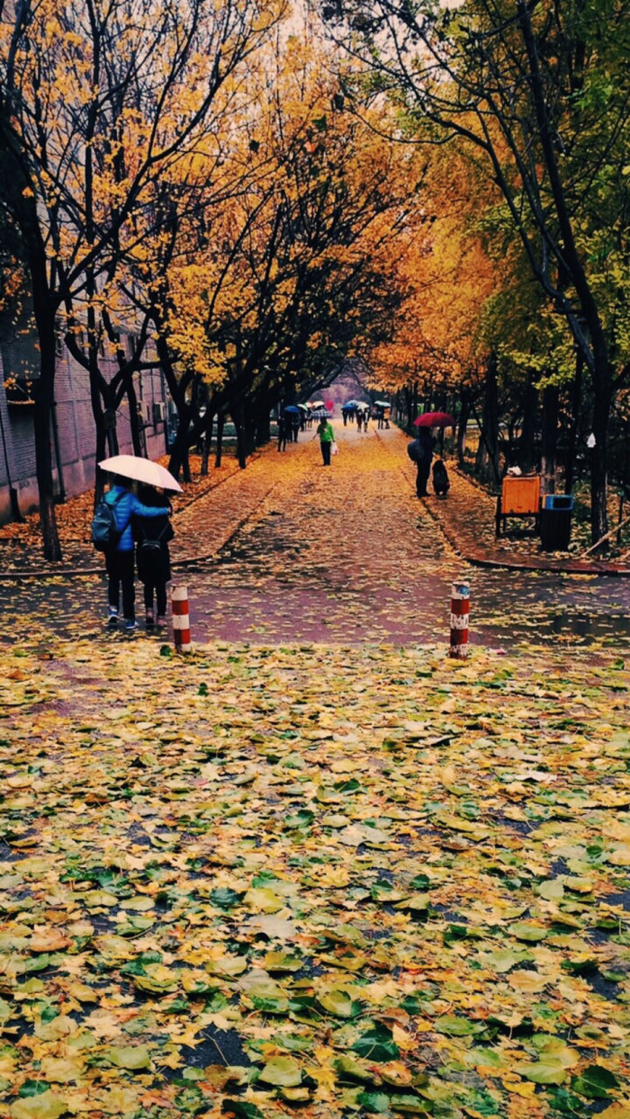 秋雨