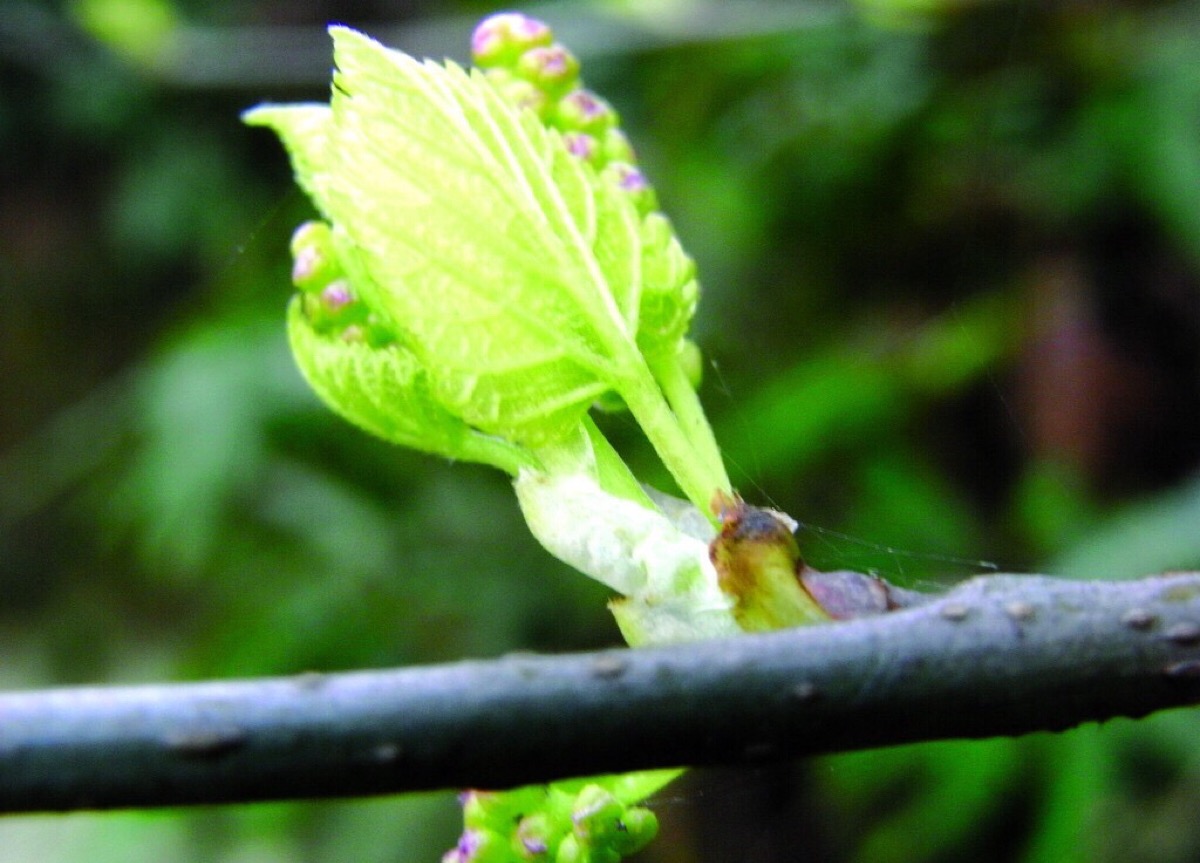 桑叶芽,也就是桑叶的芽头.对流感有一定的辅助作用.