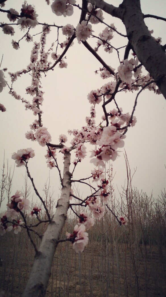 杏花微雨