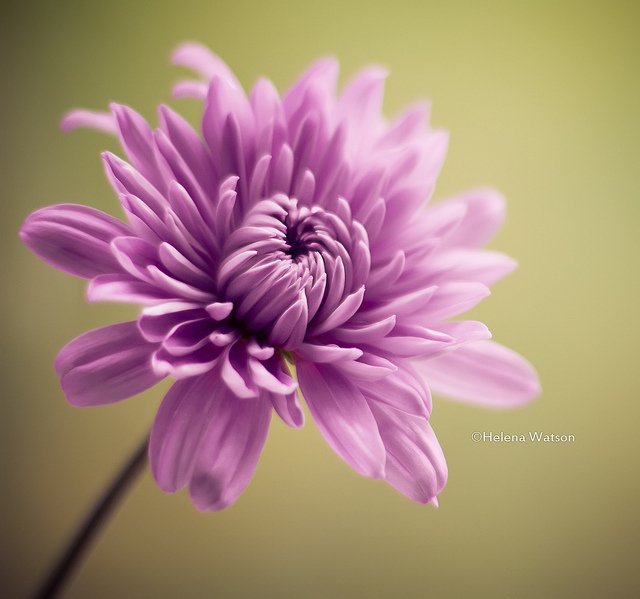来自英国利物浦helena watson摄影师的优秀摄影作品,这些花卉摄影超