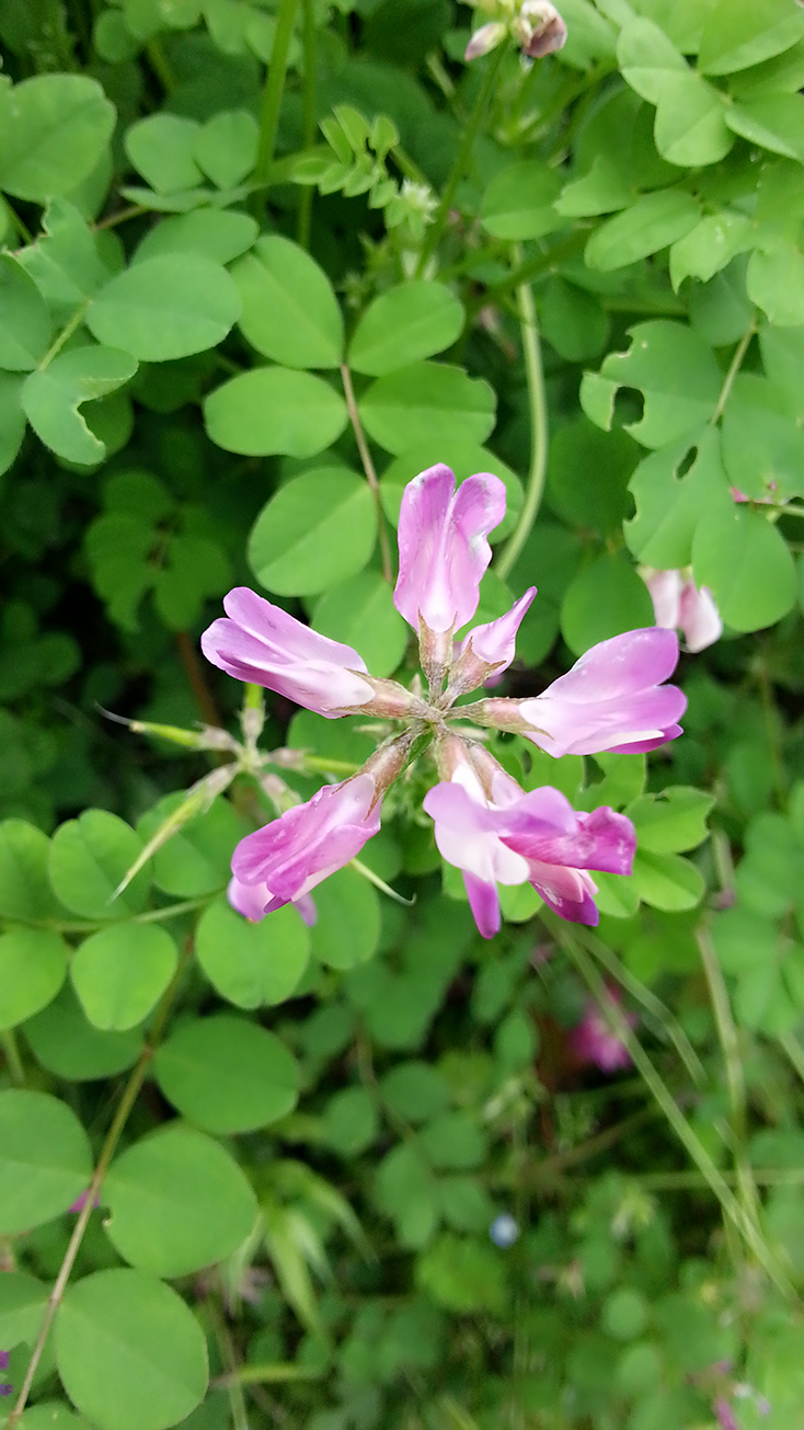 我们这叫(杨雀花)