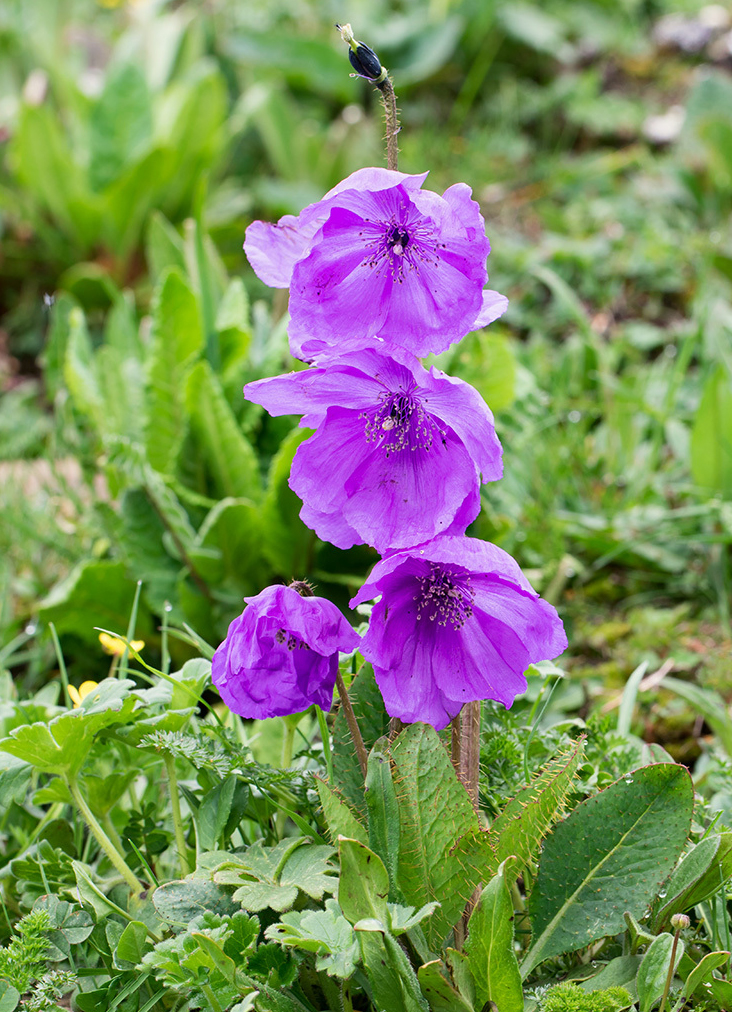 meconopsis henrici 川西绿绒蒿,罂粟科绿绒蒿属.