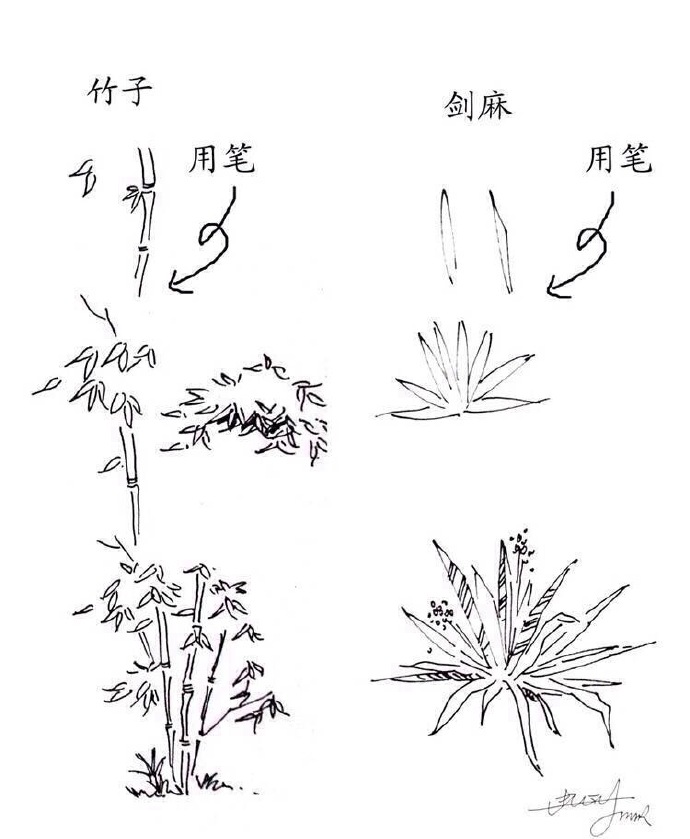 绘画学习#素材推荐 一些实用的 植物速写设计绘制技法】