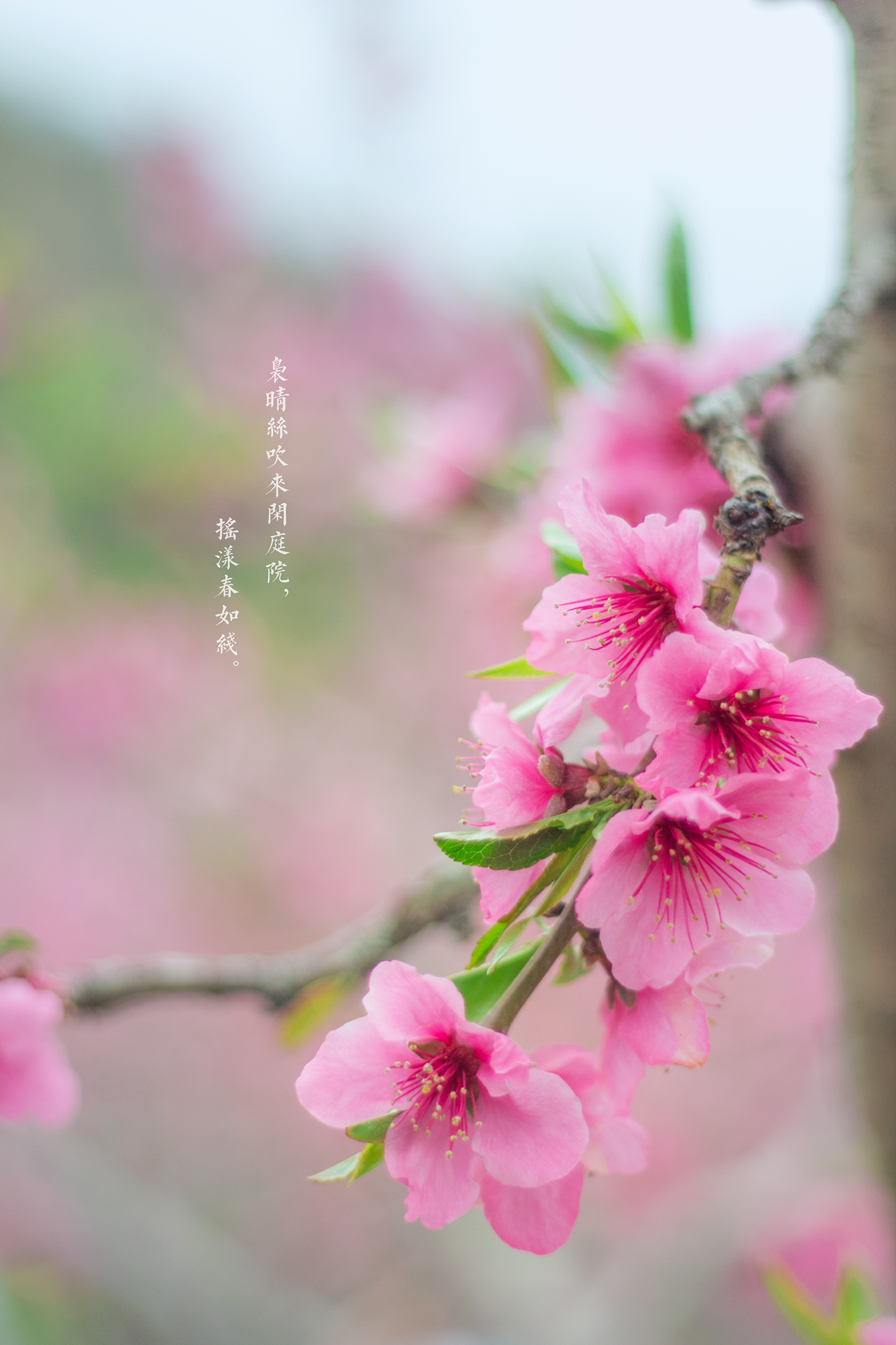 桃花开了满山
