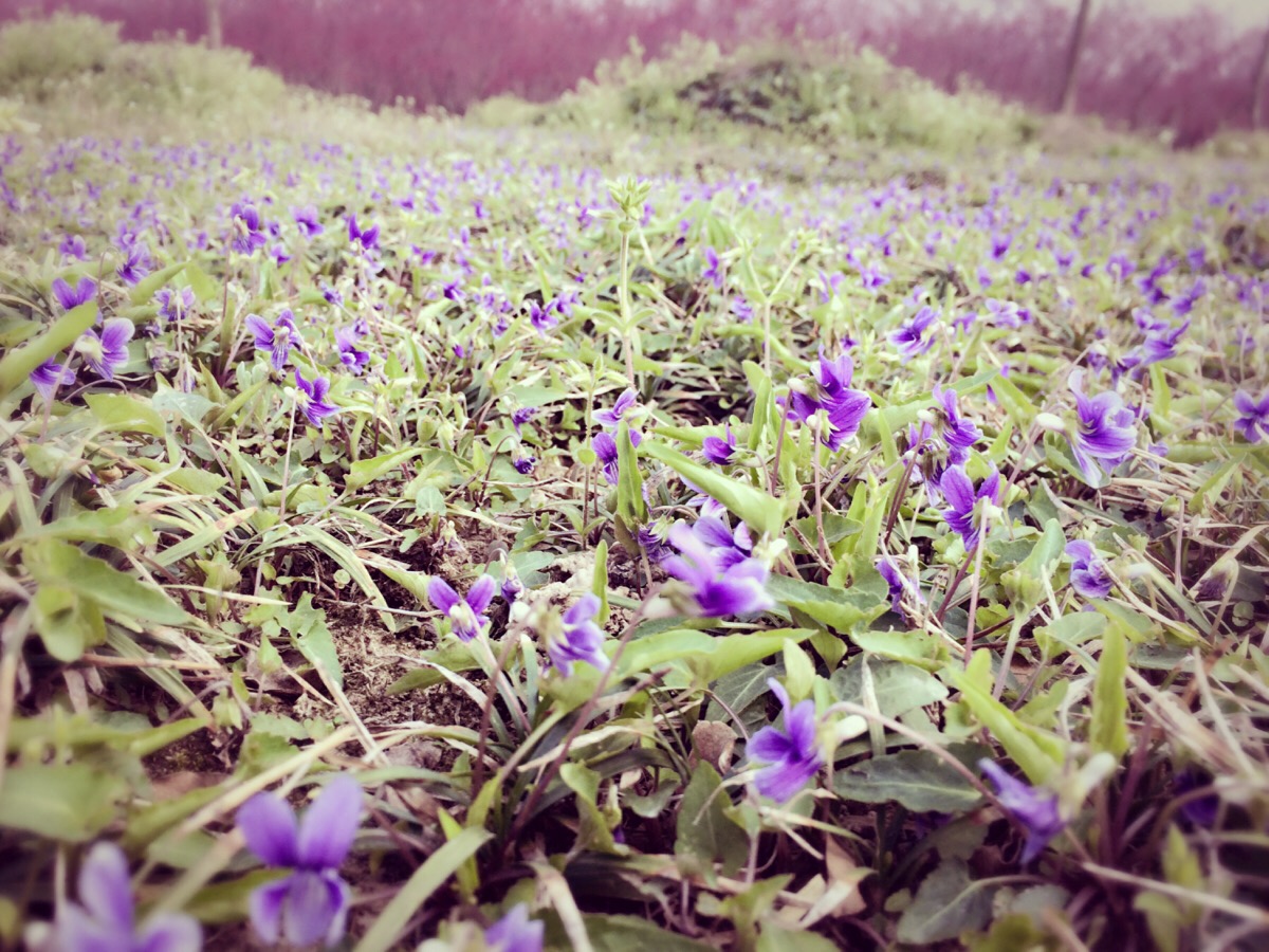 紫花地丁.