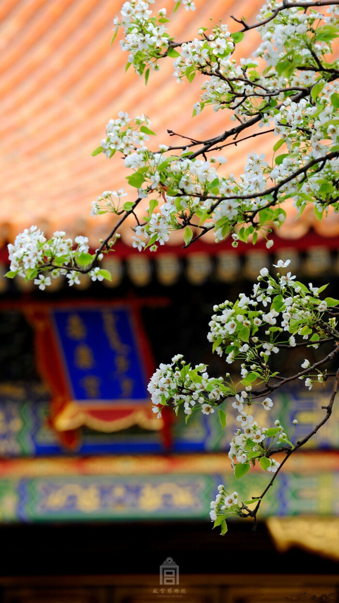 紫禁城【花朝梨花丙申】"海棠未雨,梨花先雪,一半春休" 照片取自@故宫