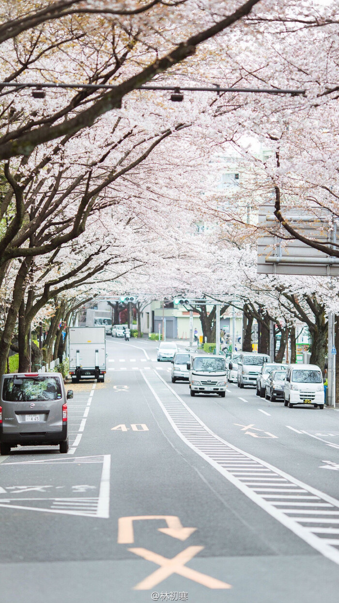 壁纸 日本 樱花 街道-堆糖,美好生活研究所