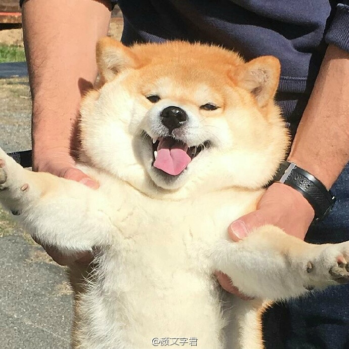 哈哈哈哈哈这姿势真是太可爱了,看着就开心|u61ω61)