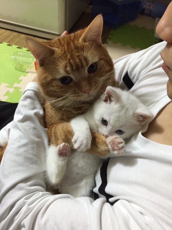 大猫抱小猫,小猫抱小小猫.带我一个好吗
