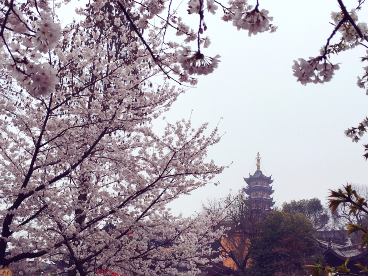 南京鸡鸣寺的樱花