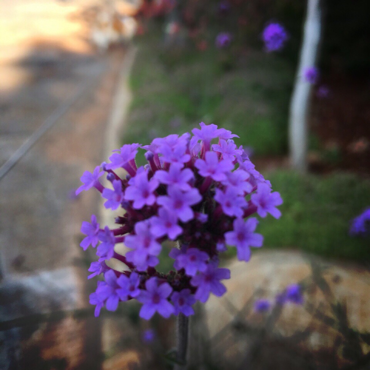 春天的小紫花