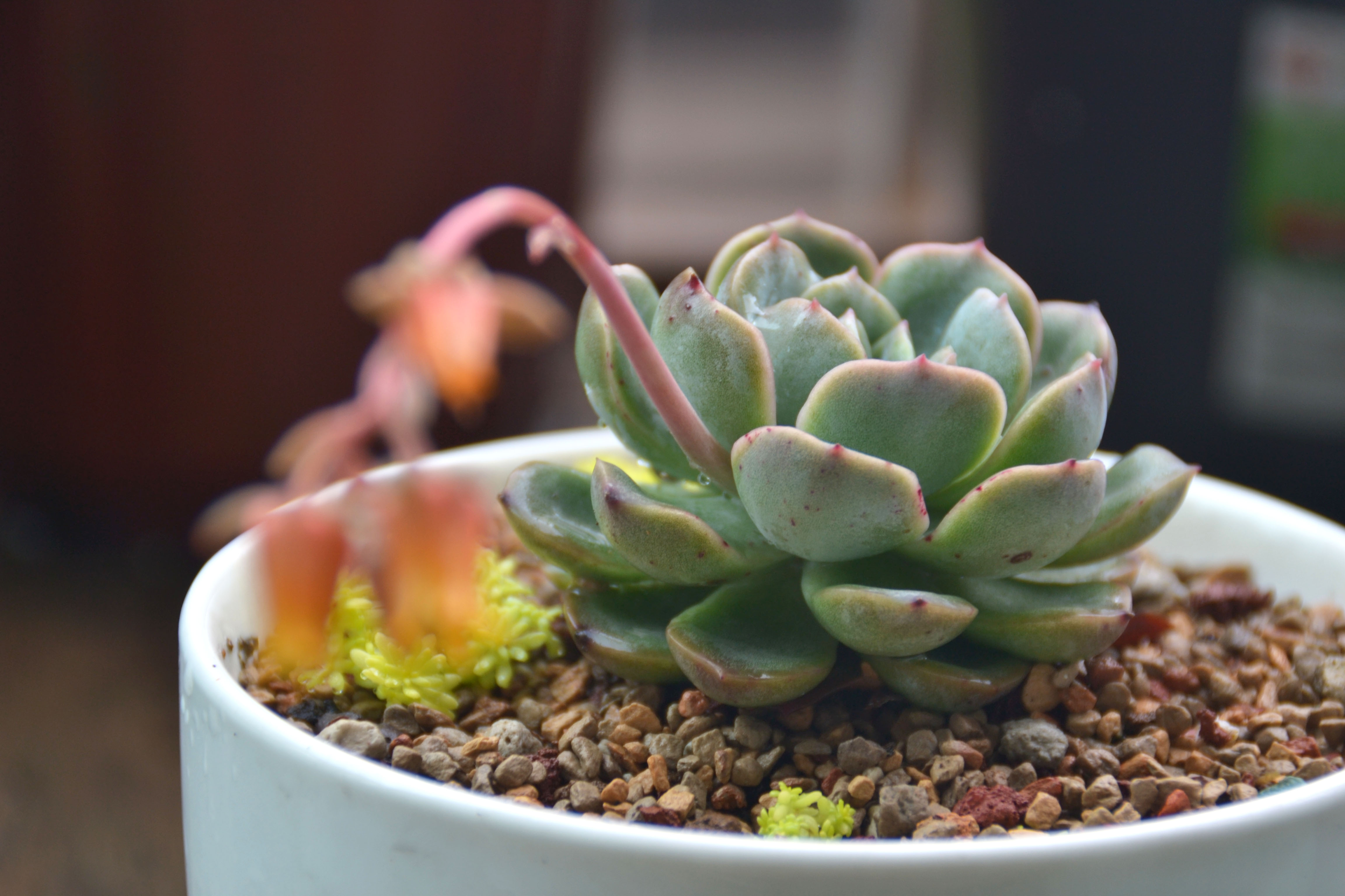 思栩花草#红边月影,作为美女家族月影(echeveria elegans)系中的一员