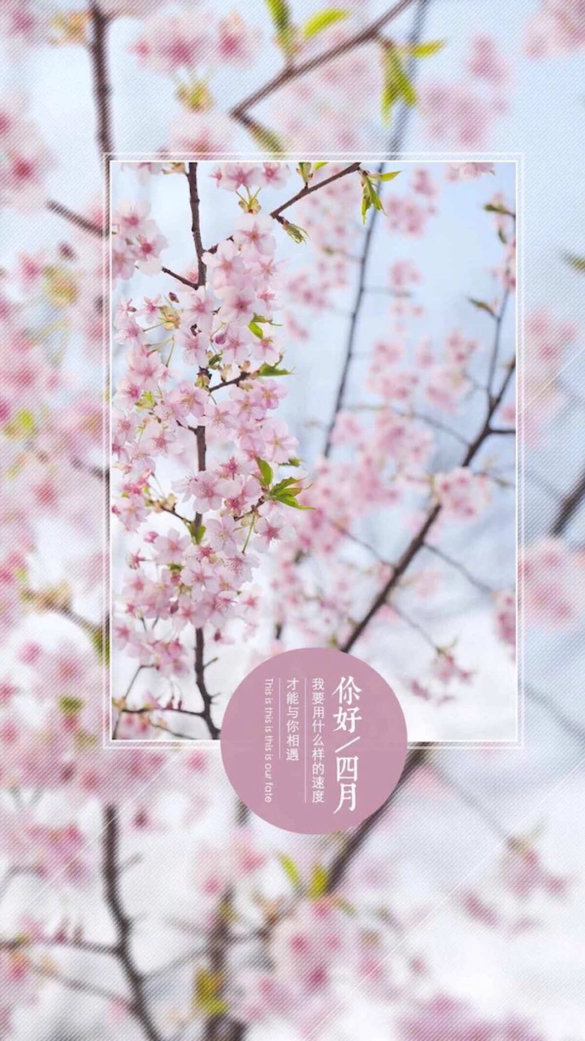 四月 樱花壁纸-堆糖,美好生活研究所