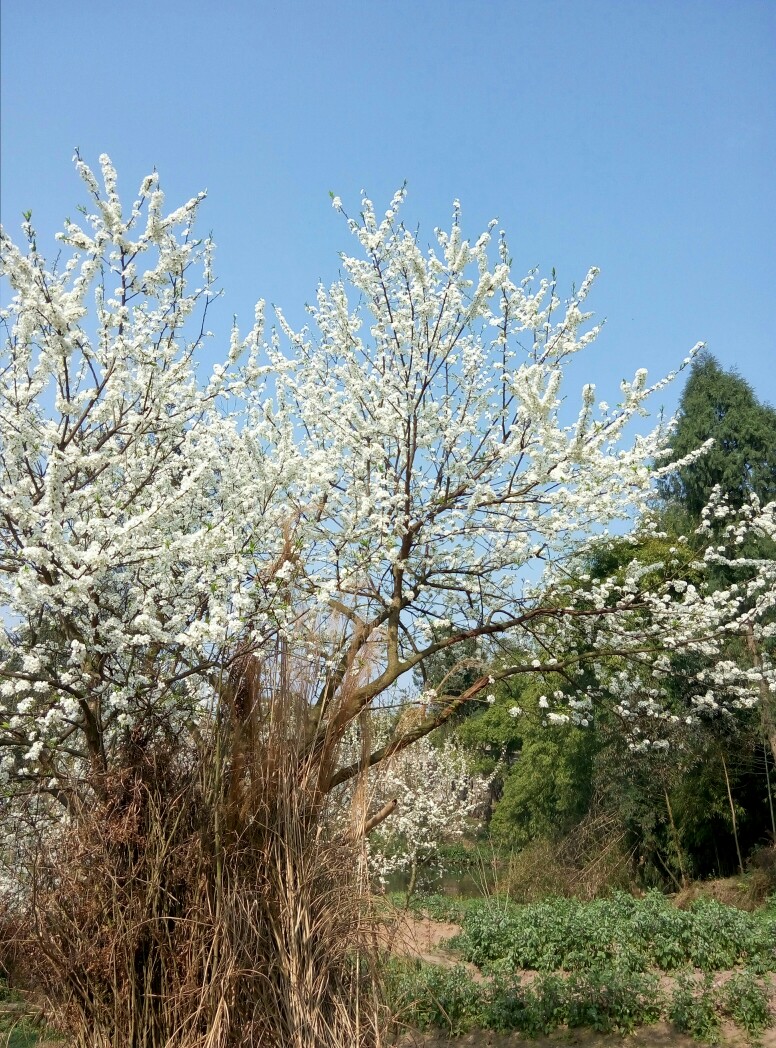 李子花树