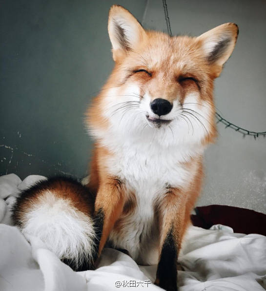 爱笑的小狐狸