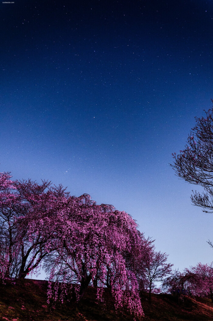 kenichi ueno 夜晚的樱花