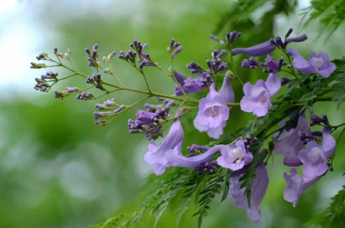 很美的蓝花楹!