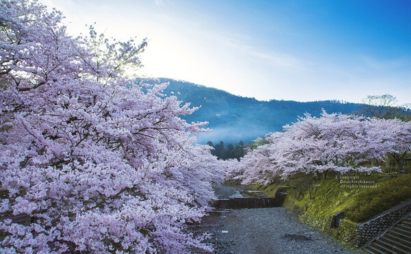 樱花 赏樱 花瓣 粉红 小清新 日式 和风 摄影 植物 花 景色 美景 壁纸