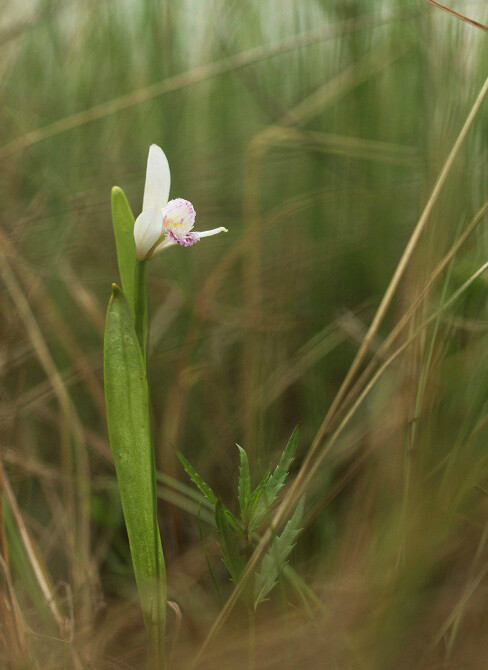 pogonia japonica 朱兰,朱兰属.