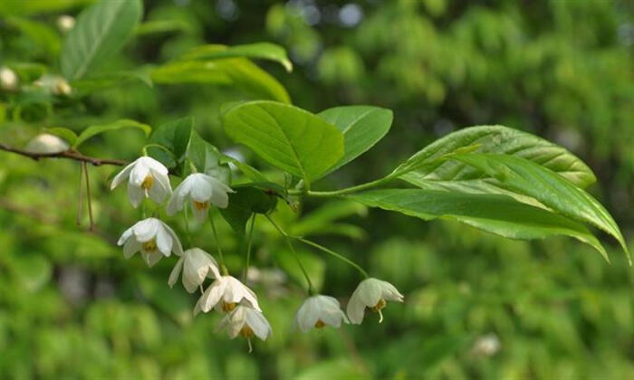 侵图请告,即删 秤锤树(拉丁学名:sinojackia xylocarpa hu)安息香科