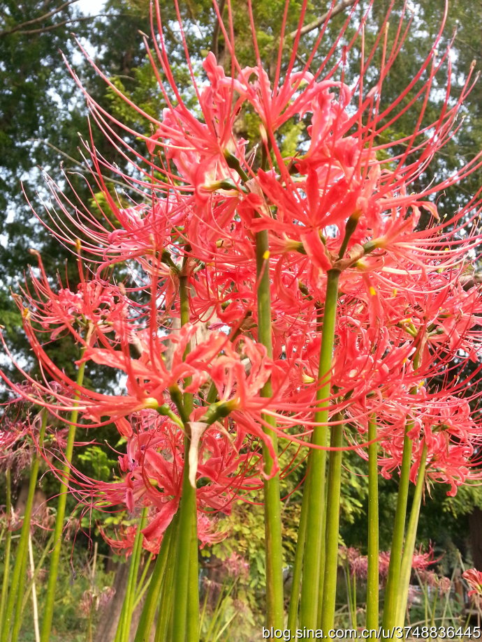 【石之若璞-花事-秋日觅花影】秋日觅花影——曼珠沙华-彼岸花