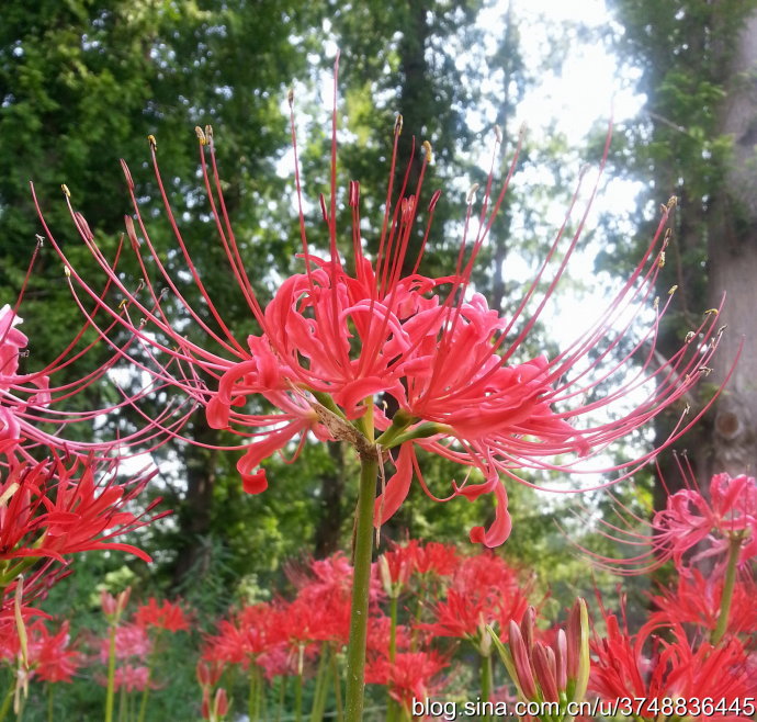 【石之若璞-花事-秋日觅花影】秋日觅花影——曼珠沙华-彼岸花