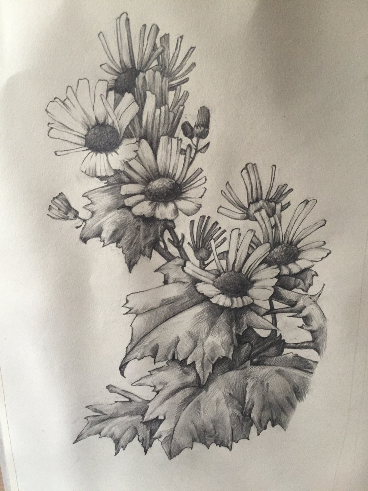 手绘素描 花卉 教程 菊花 黑白画