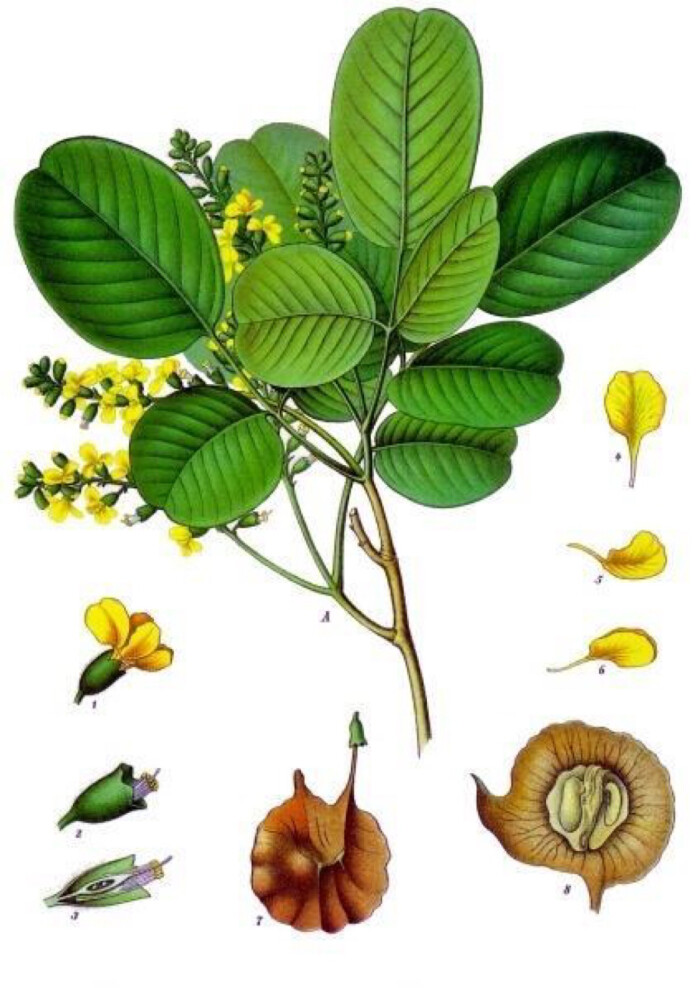 小叶紫檀(学名:pterocarpus santalinus),又名檀香紫檀或茜草叶紫檀