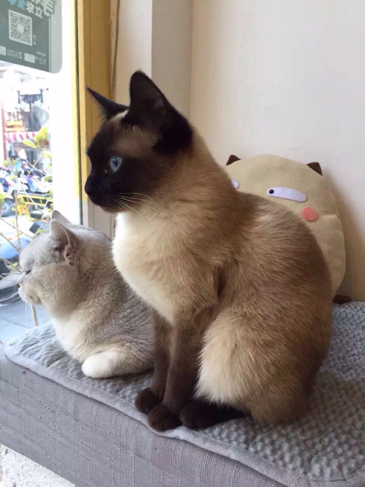 暹罗猫.