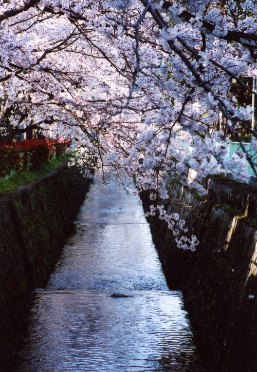 日本的樱花也不错,好像又回到了那年夏天,花开花落,终曲人散