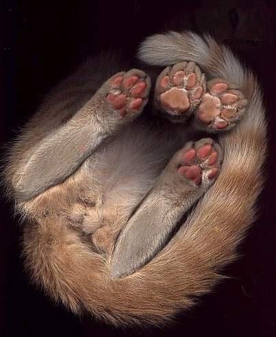 动物 卖萌 猫咪 喵星人 肉掌 肉球 肉垫 爪子 毛茸茸 猫爪 可爱 手套