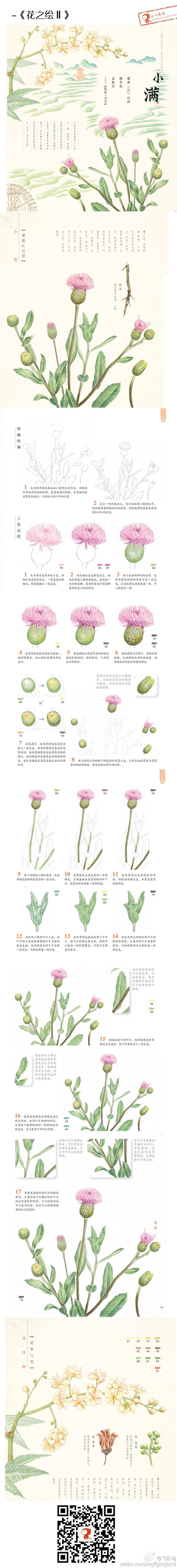 绘画教程#植物的彩铅绘画技法.