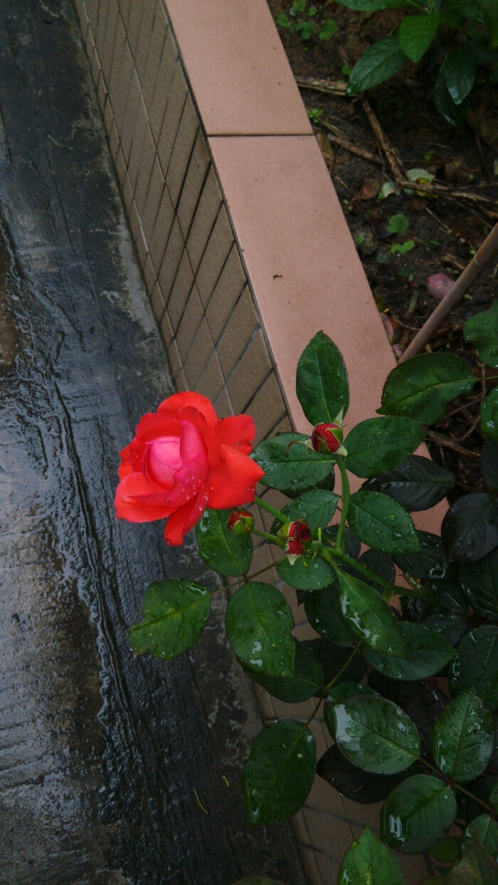 雨后的玫瑰.还有雨滴在上面.syl