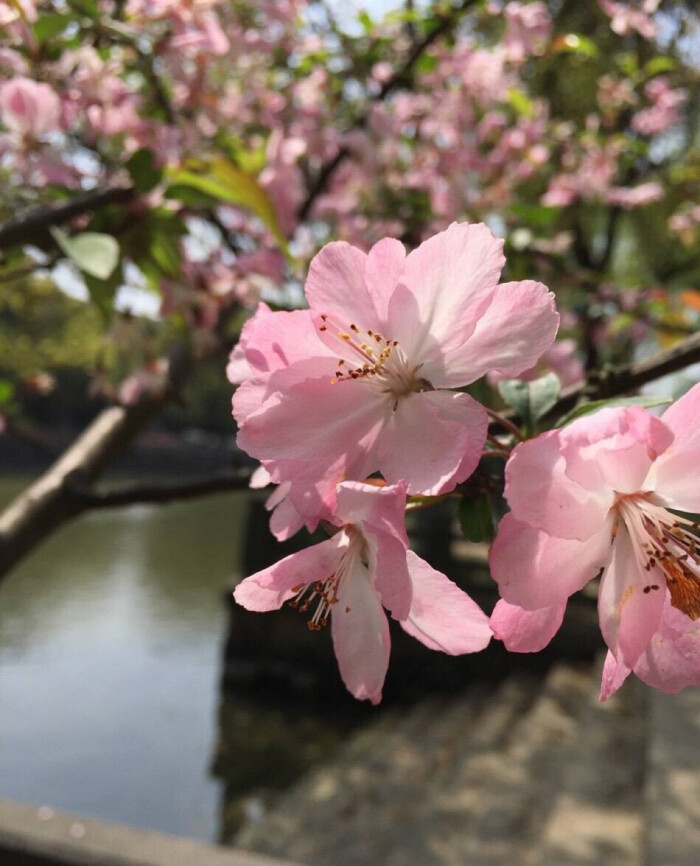 若喜欢只如初见,那为何一步,我便与你从此相隔天涯