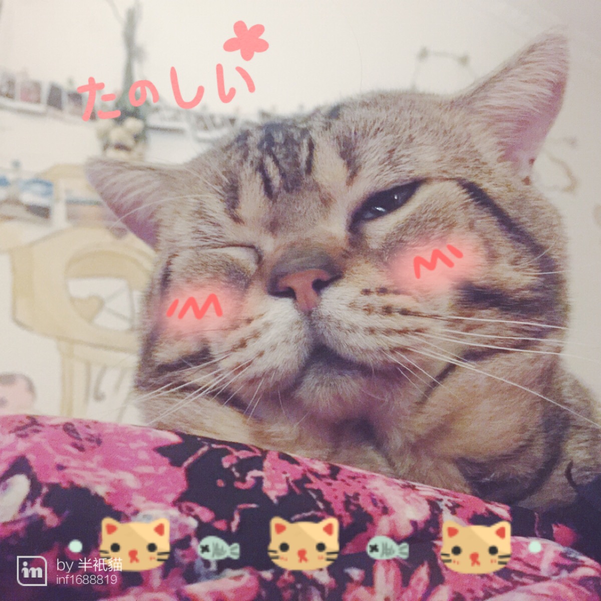 猫咪wink