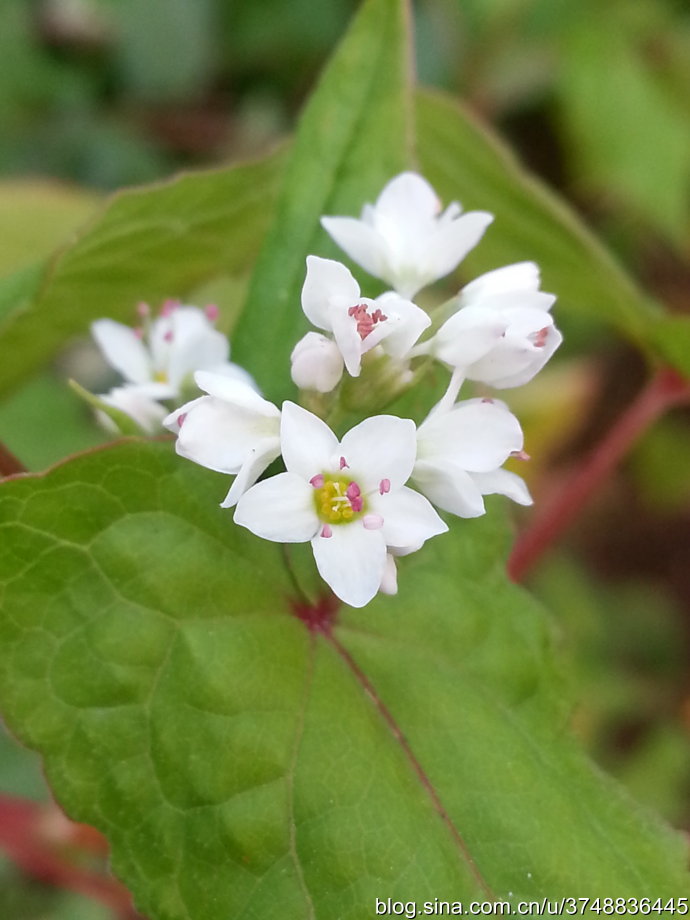 【石之若璞-花事-深秋觅花影】—月明花如雪——荞麦花