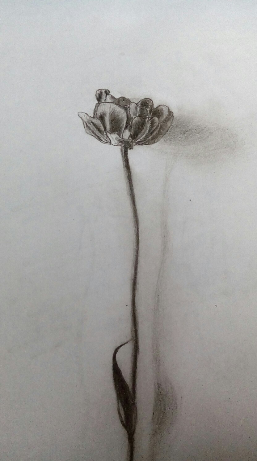 黑白素描画 一枝花