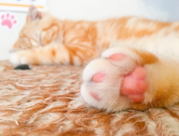 猫爪的小肉垫萌哭!