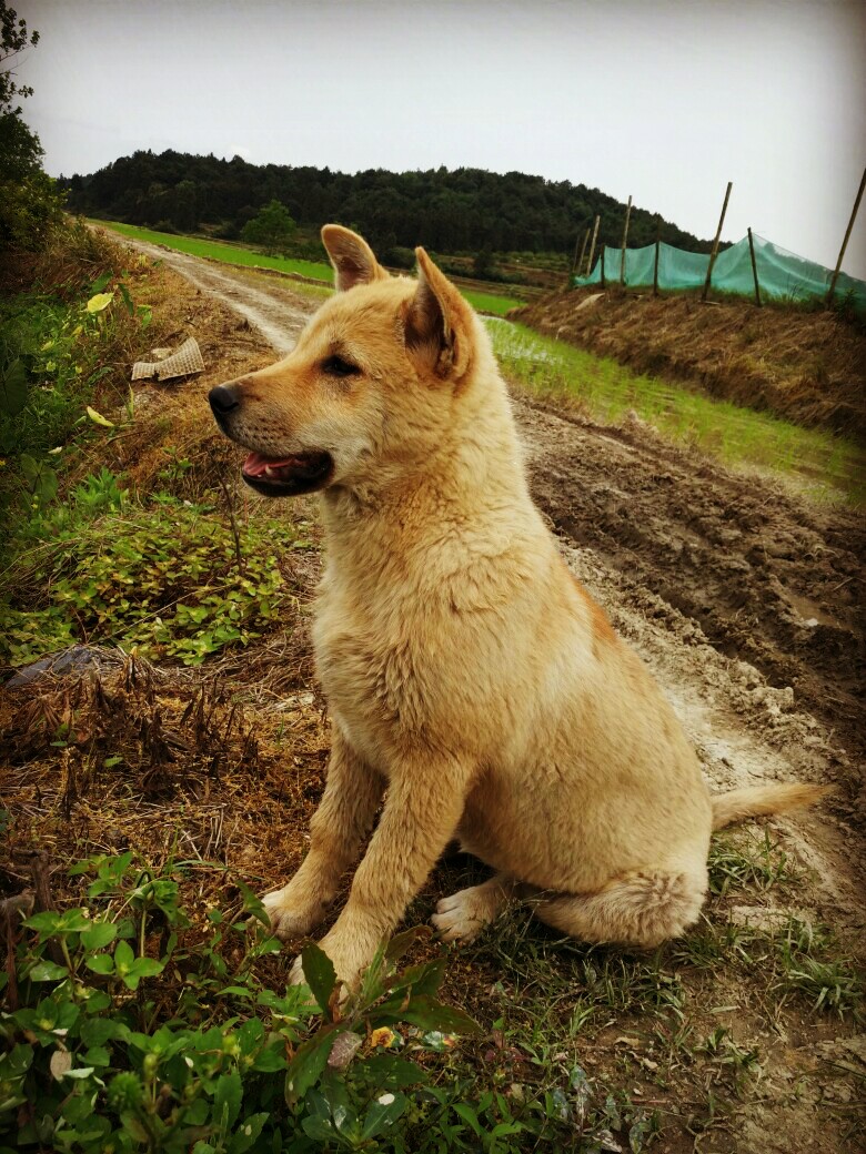 小土狗嘟嘟