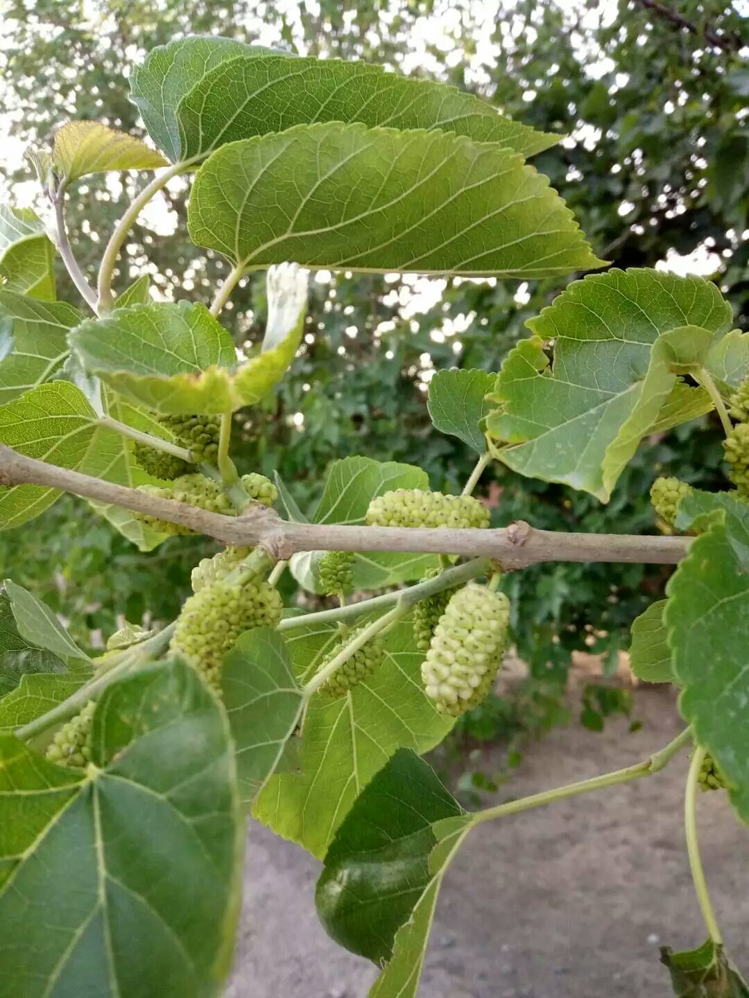 桑子 春祭 摄影 效游 植物 美食 小吃 水果