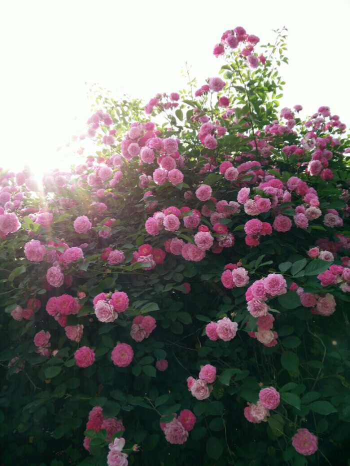 满架蔷薇一院香 花卉壁纸