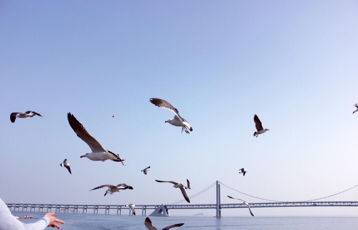 大连.星海广场的海鸥.