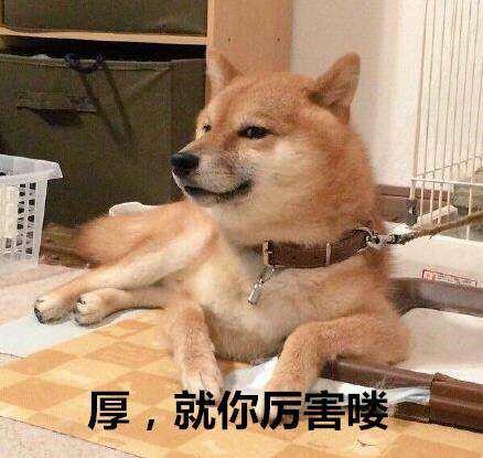 贱表情表情包柴犬